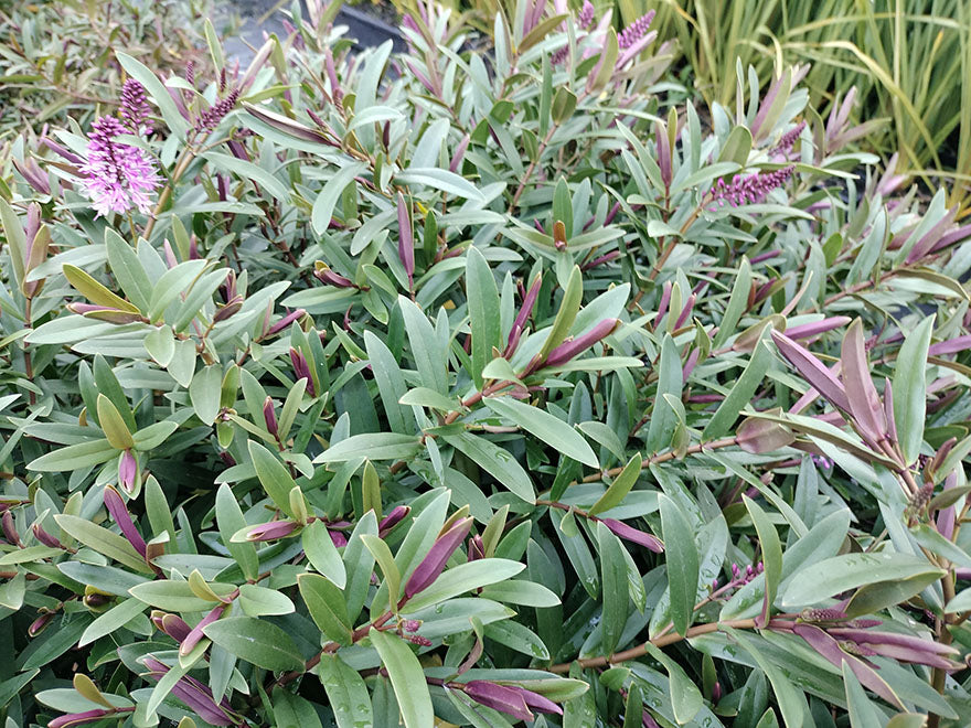 25x Hebe Mary Antonette - $4.99 each