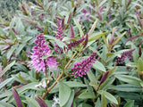 25x Hebe Mary Antonette - $4.99 each