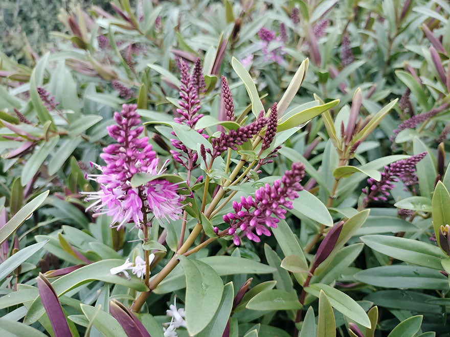 25x Hebe Mary Antonette - $4.99 each