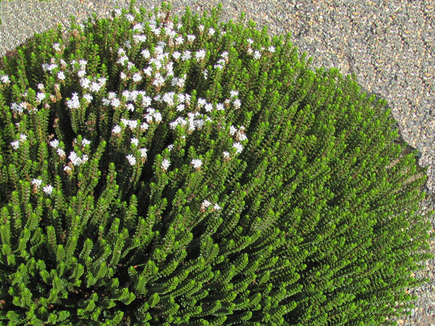 100x Hebe Pauciramosa - $3.99 each