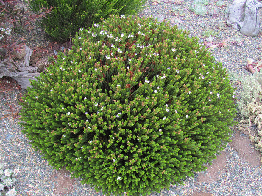 25x Hebe Pauciramosa - $4.99 each