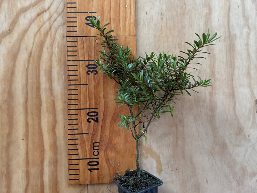 5x Hebe Ohakea - $5.99 each