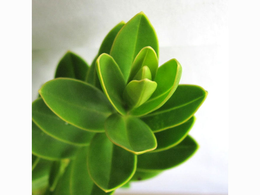 25x Hebe Oratia Beauty - $2.99 each