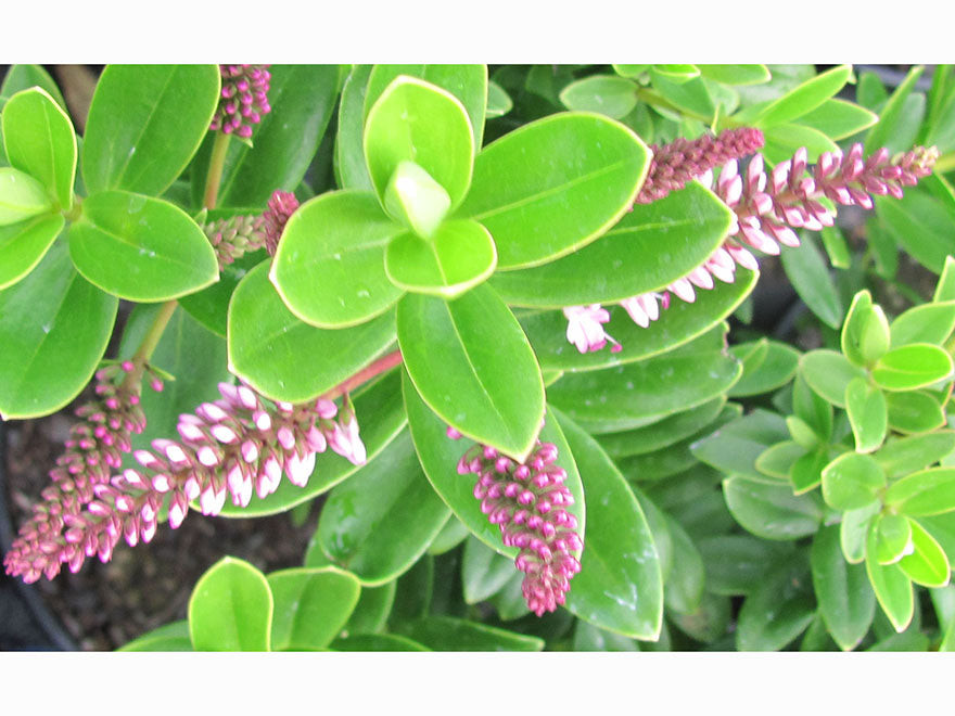 25x Hebe Oratia Beauty - $2.99 each