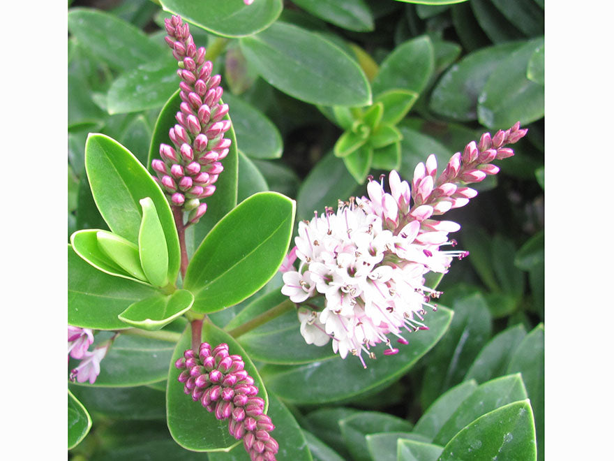 25x Hebe Oratia Beauty - $2.99 each