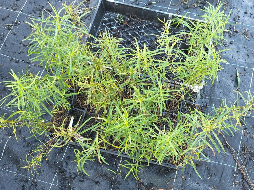10x Hebe Parviflora - $1.99 each