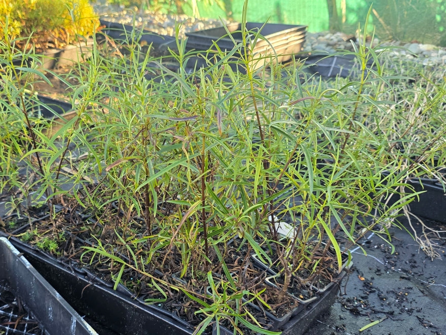 10x Hebe Parviflora - $1.99 each