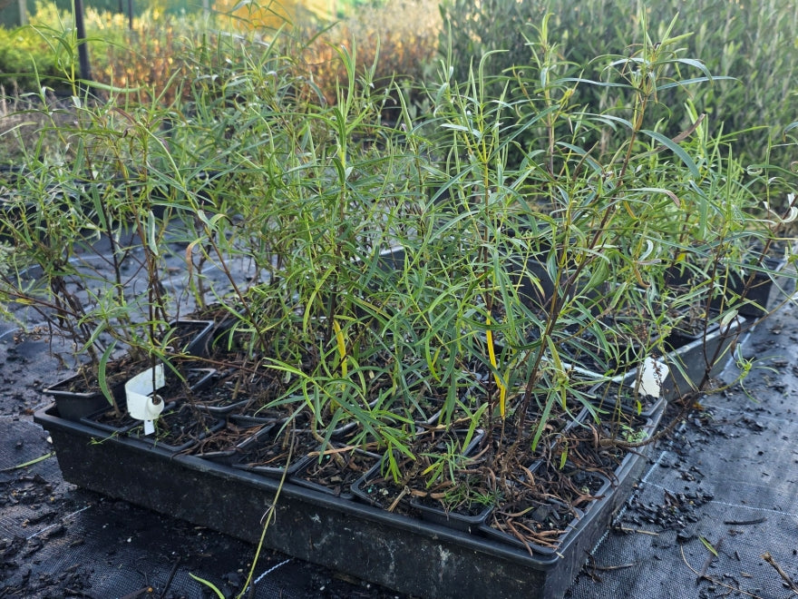 10x Hebe Parviflora - $1.99 each