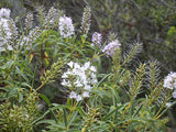 100x Hebe Parviflora - $1.99 each