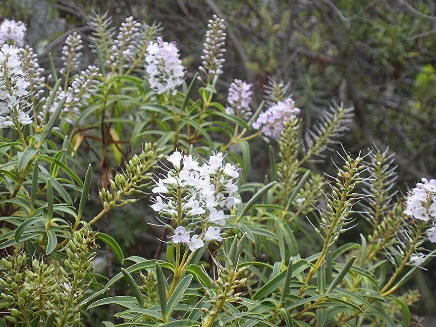 100x Hebe Parviflora - $3.99 each