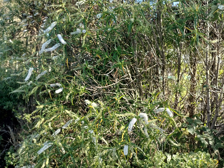 100x Hebe Parviflora - $2.99 each