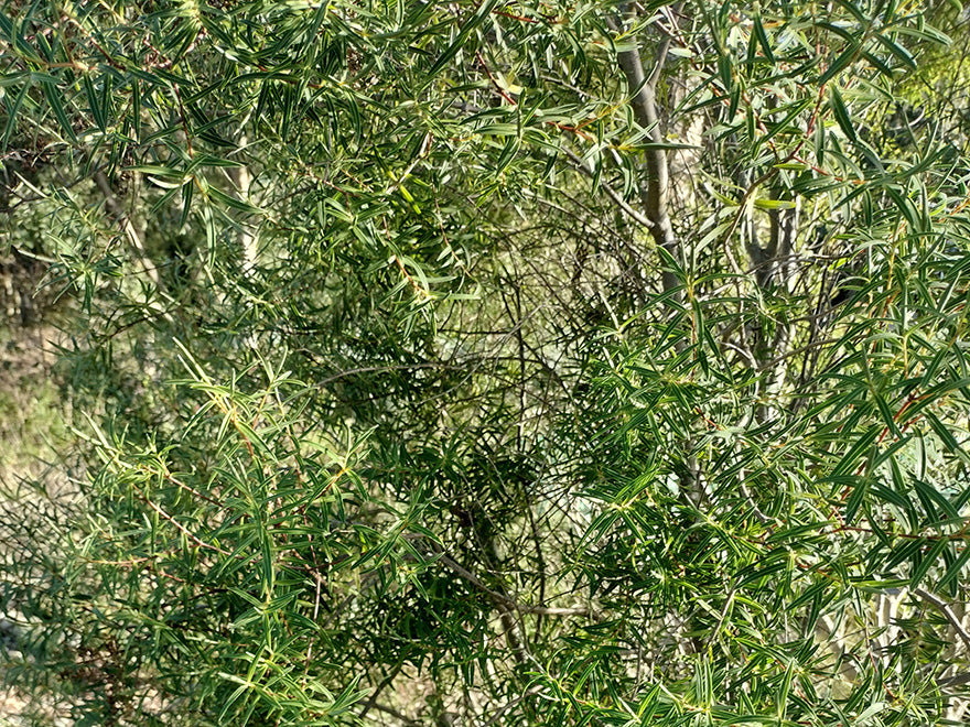 100x Hebe Parviflora - $2.99 each