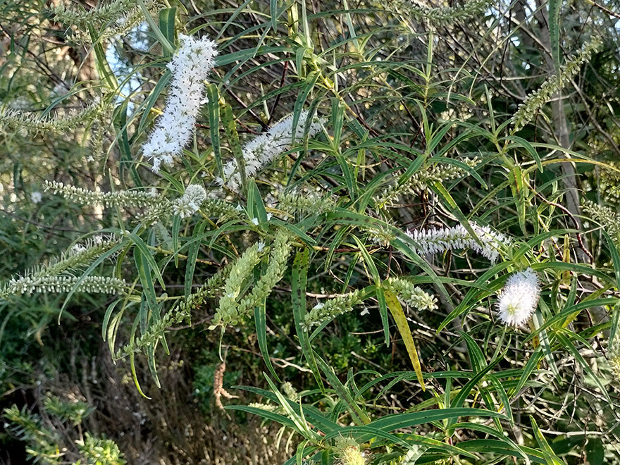 100x Hebe Parviflora - $2.99 each