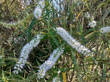 25x Hebe Parviflora - $1.99 each