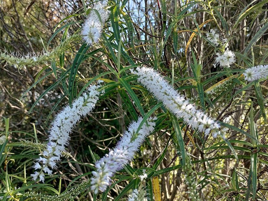 100x Hebe Parviflora - $2.99 each