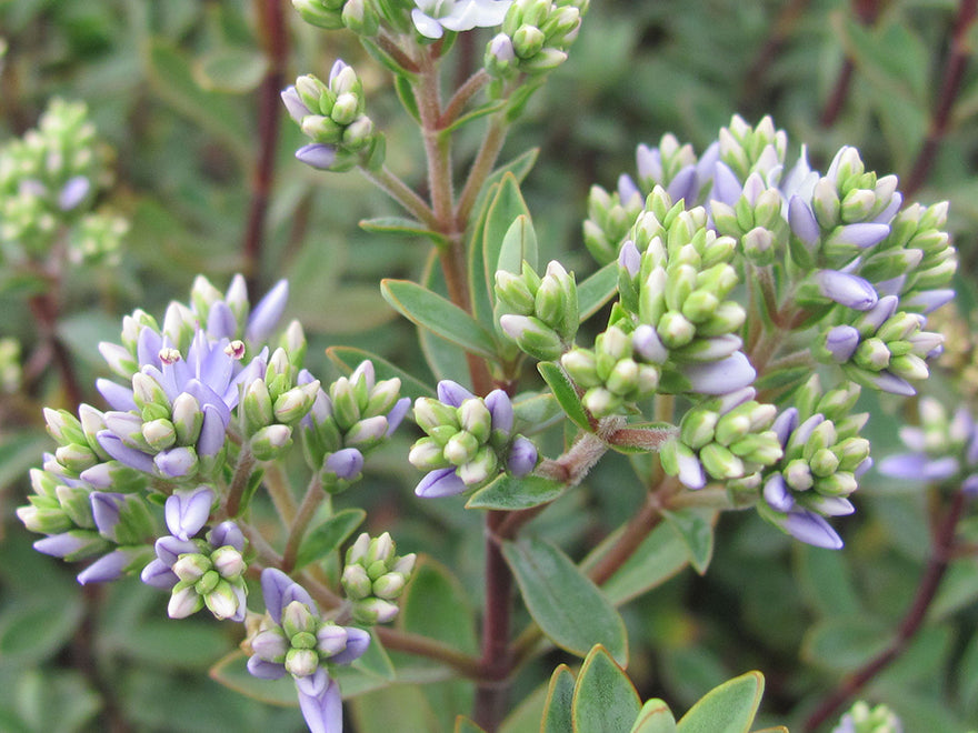25x Hebe Pimeloides - $4.99 each