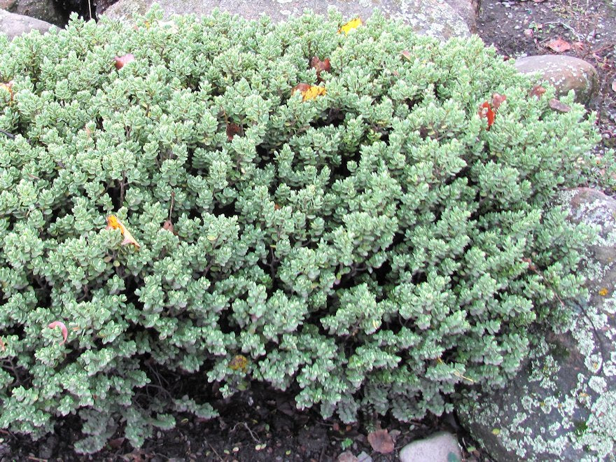 25x Hebe Sutherlandii - $4.99 each