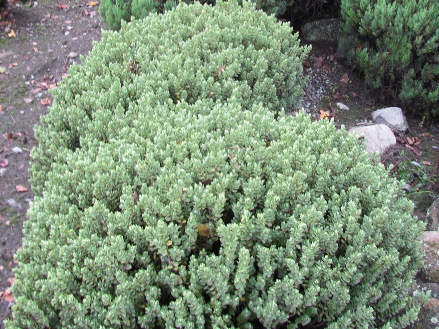 100x Hebe Sutherlandii - $3.99 each