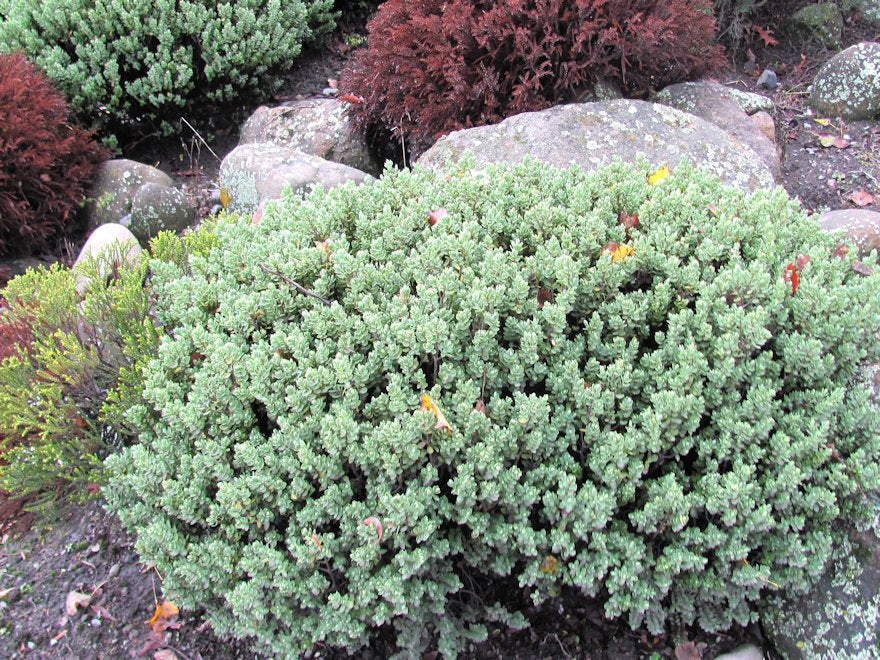 25x Hebe Sutherlandii - $4.99 each