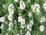 5x Hebe Sutherlandii - $5.99 each