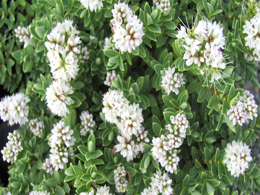 25x Clearance Hebe Combo - $2.99 each