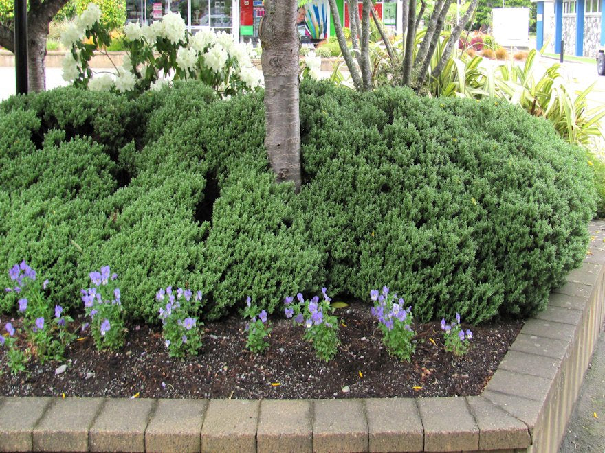 25x Hebe Sutherlandii - $4.99 each