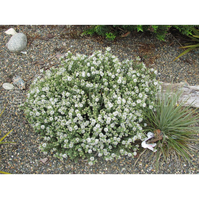 25x Super Flowering Combo  - $3.99 each