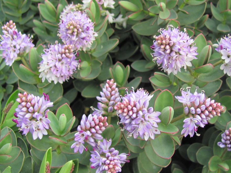 25x Hebe Red Edge - $5.59 each