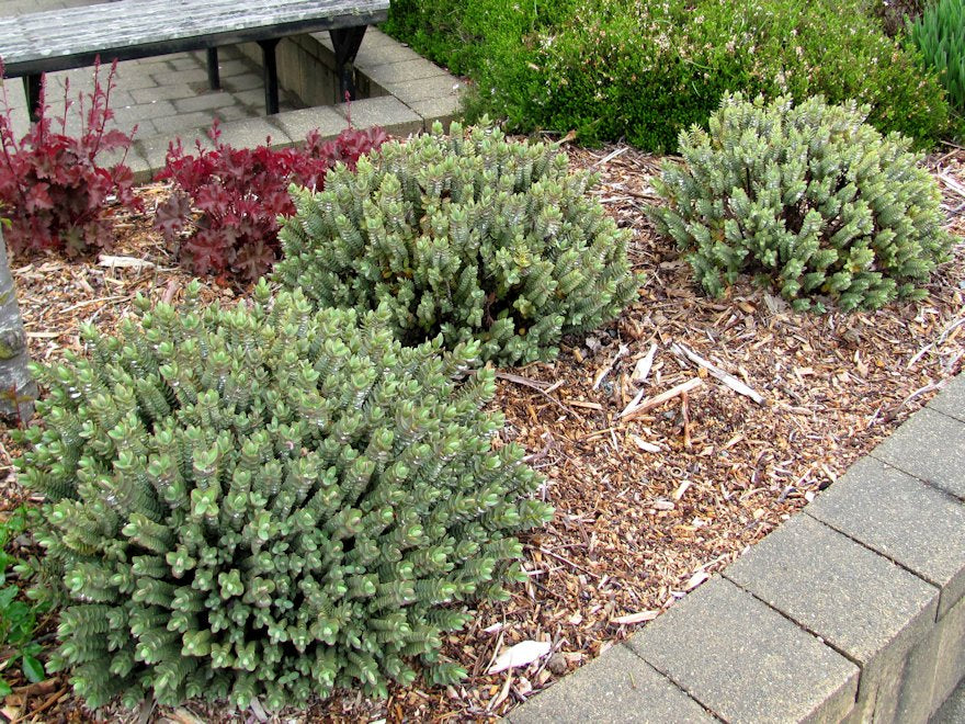 25x Hebe Red Edge - $5.59 each