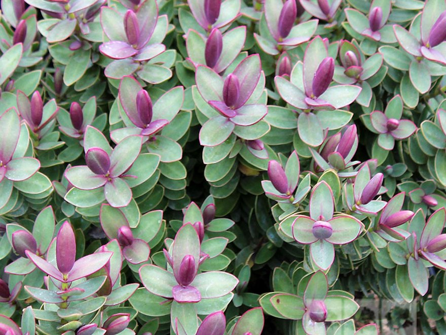 25x Hebe Red Edge - $5.59 each