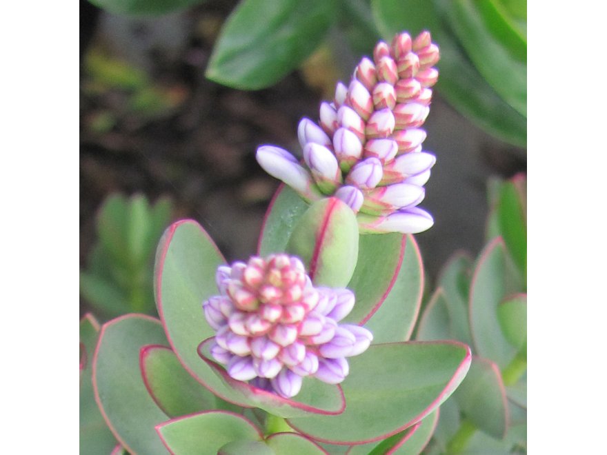 25x Hebe Red Edge - $5.59 each