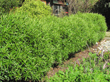 Hebe Snowcap
