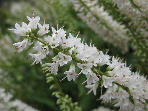 Hebe Snowcap