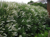 Hebe Snowcap