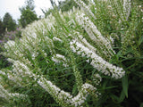 5x Hebe Snowcap - $5.99 each