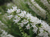 Hebe Snowcap