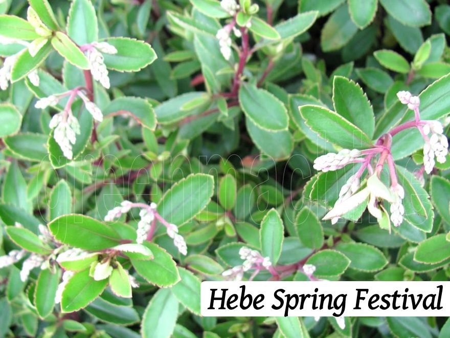 100x Hebe Combo - Favourites - $2.99 each