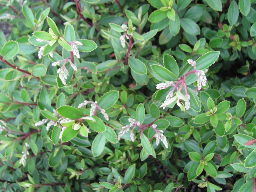 25x Hebe Spring Monarch - $4.99 each