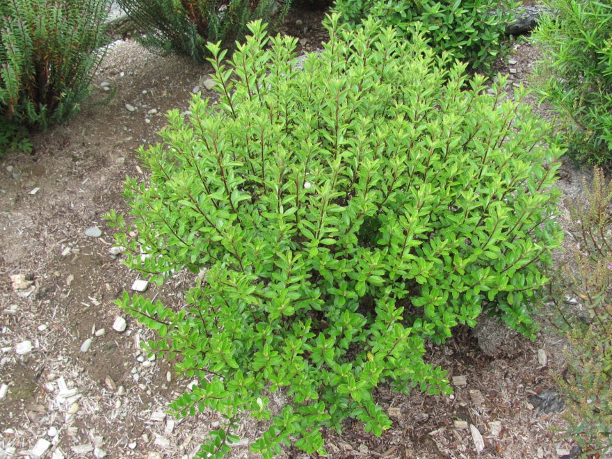 25x Hebe Spring Monarch - $4.99 each