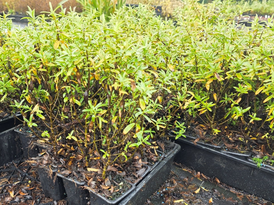 Hebe Subalpina - $1.99 each