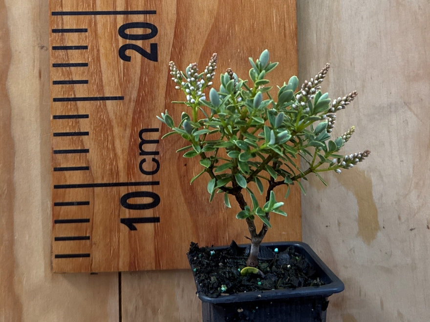 5x Hebe Sutherlandii - $5.99 each