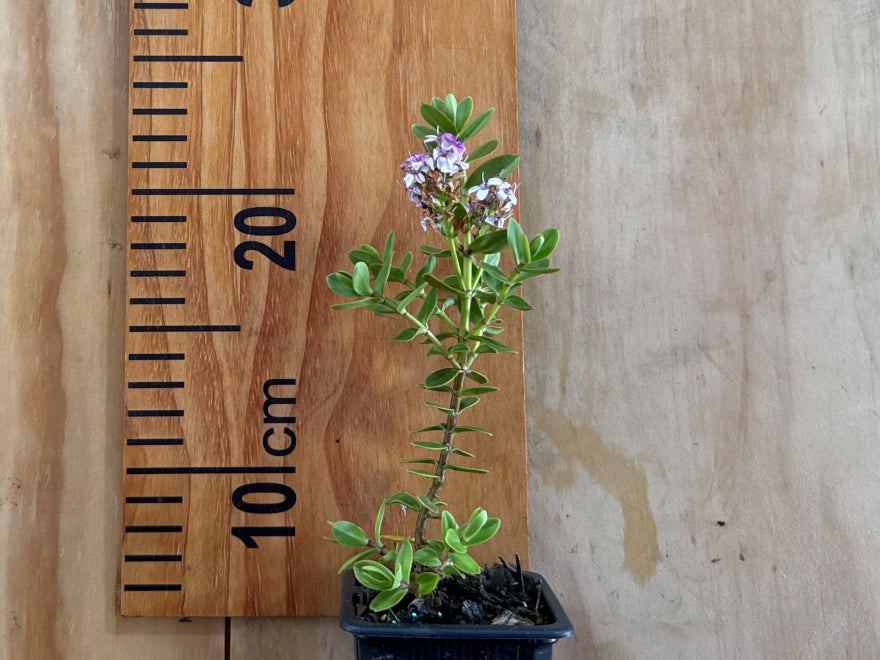 25x Hebe Talisman - $4.99 each