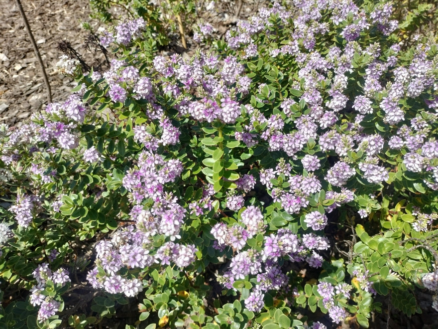 25x Hebe Talisman - $4.99 each