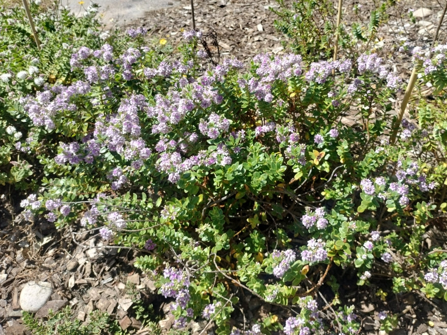 25x Hebe Talisman - $4.99 each