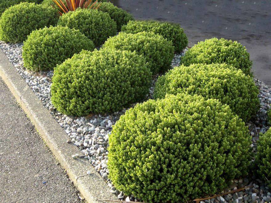 25x Hebe Topiaria - $4.99 each
