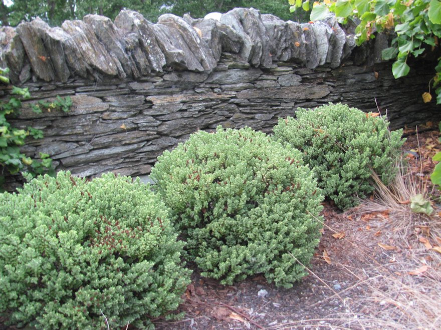 25x Hebe Topiaria - $4.99 each