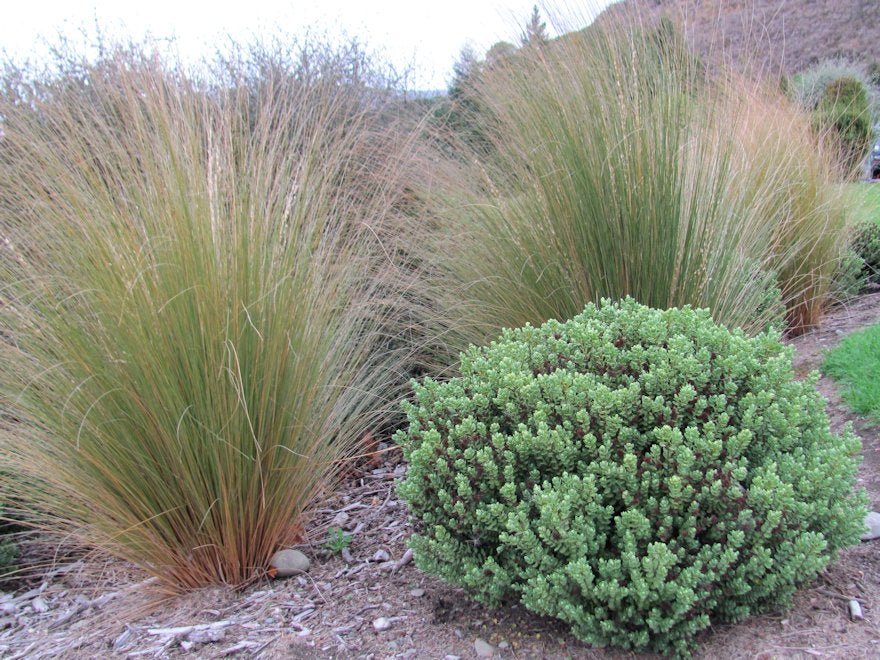 5x Hebe Topiaria - $5.99 each