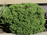 25x Hebe Topiaria - $1.99 each