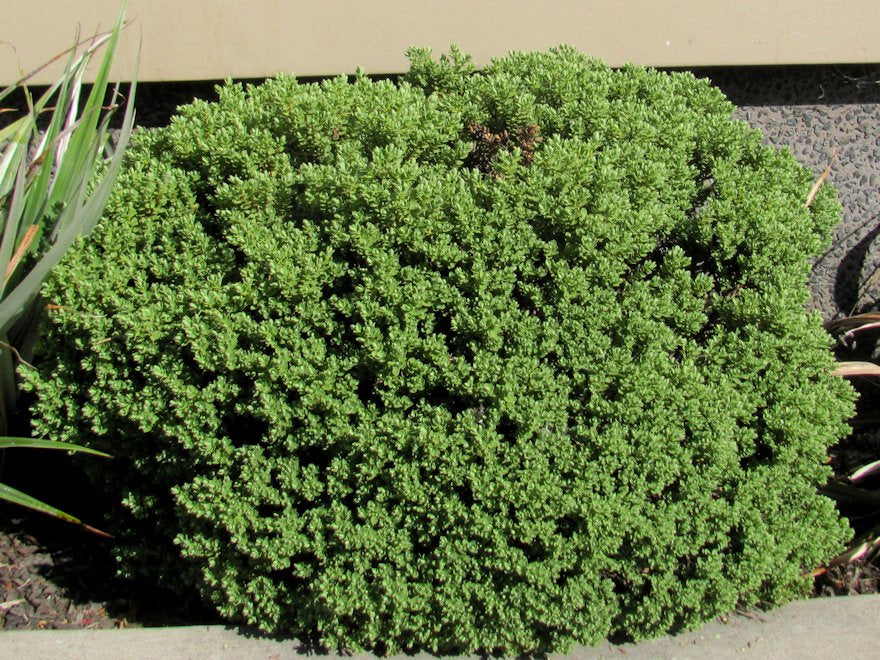 25x Hebe Topiaria - $4.99 each