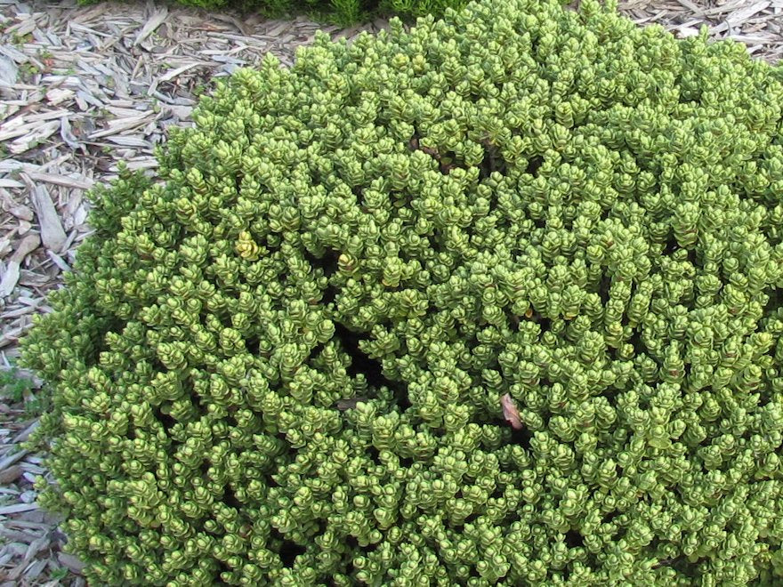 100x Hebe Topiaria - $2.99 each